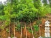 金丝楠木种植禁忌有哪些?