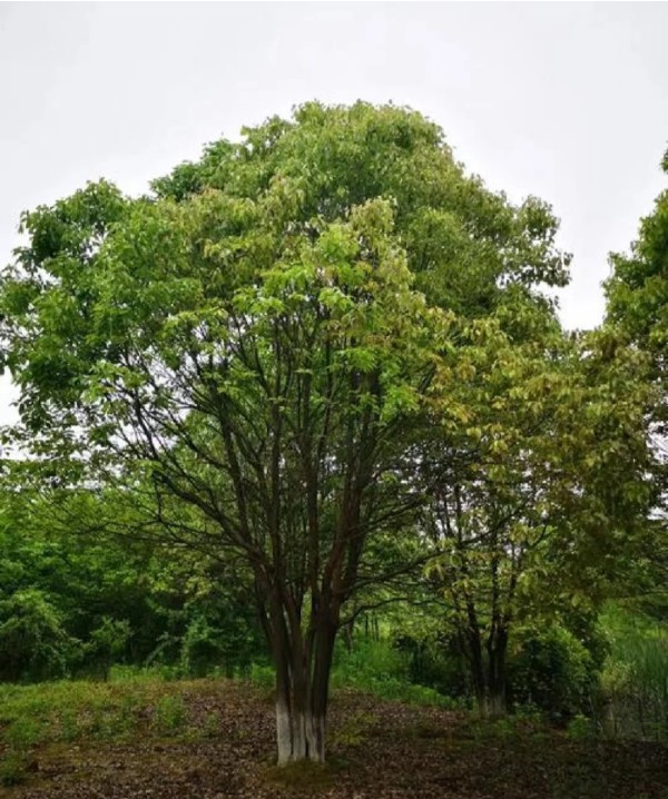 香樟树