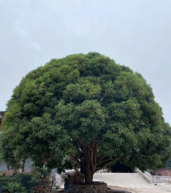 桂花树