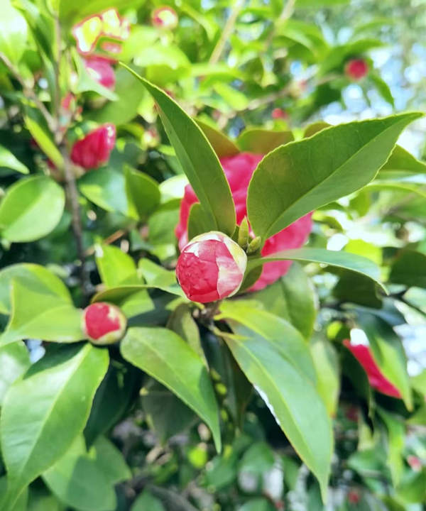 茶花树