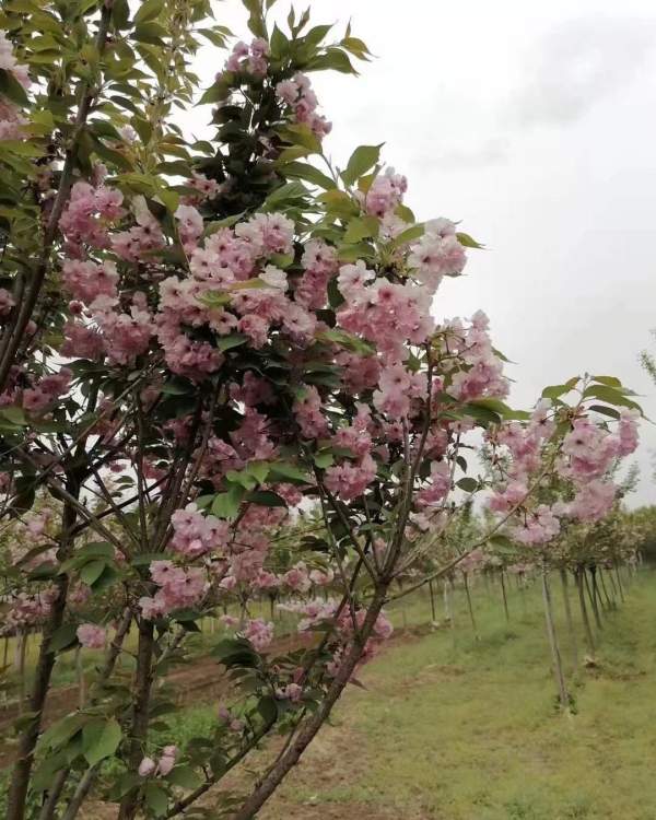 如何区分桃花和樱花