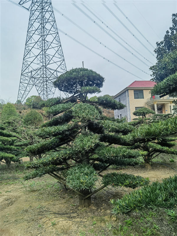 罗汉松的室外养护技巧