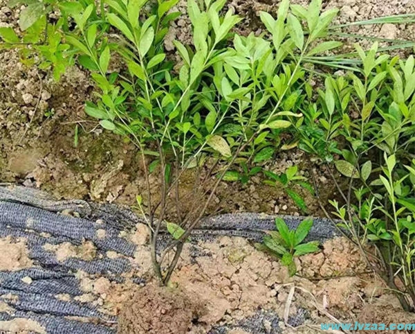 毛杜鹃的种植技巧和注意事项