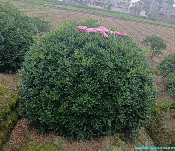 金森女贞病害防治