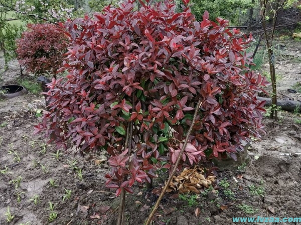 红叶石楠能否在庭院中种植