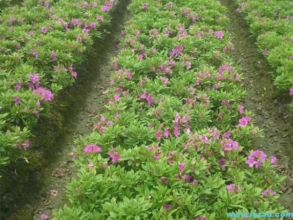 杜鹃花的修剪方法