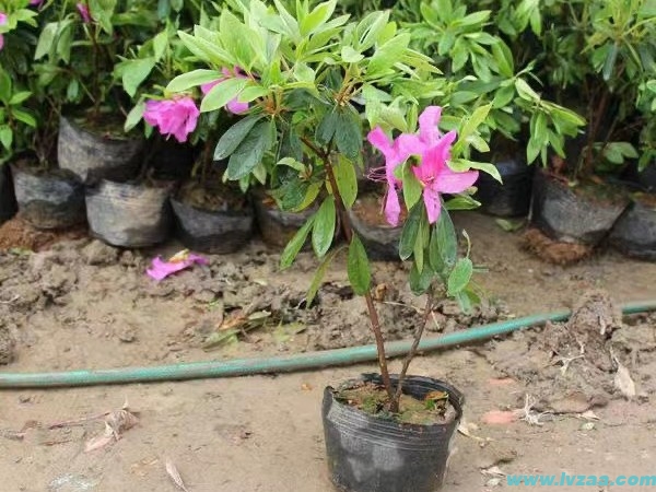 杜鹃花的开花季节