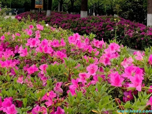 杜鹃花的开花季节