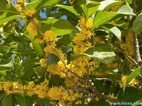 桂花树