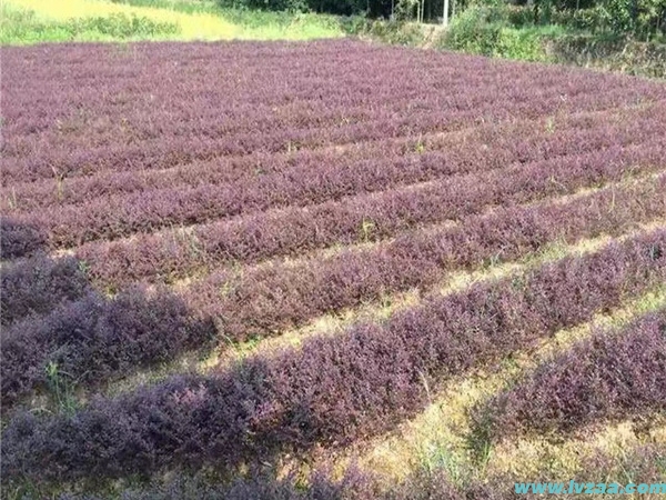 红花继木