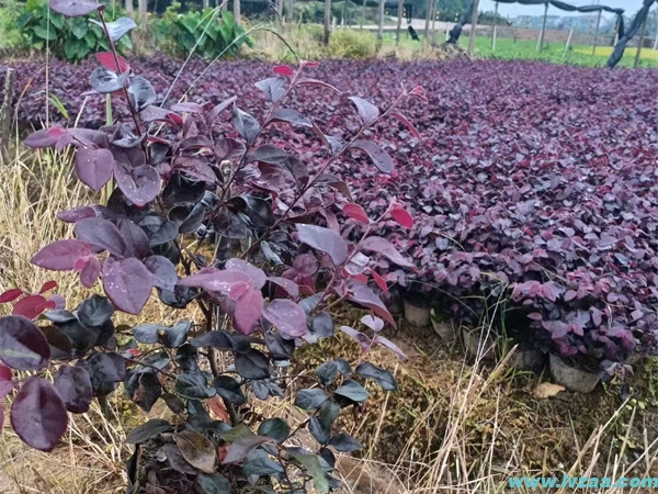 红花继木