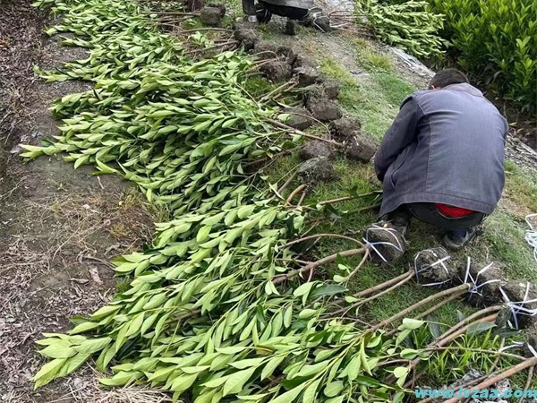 法国冬青和北海道冬青的区别