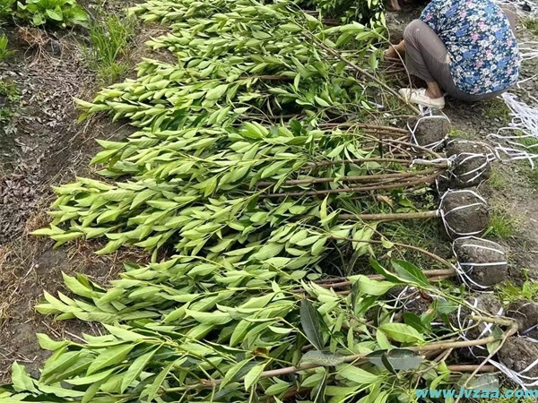 法国冬青和北海道冬青的区别