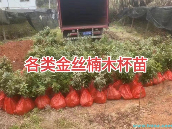 金丝楠木树苗