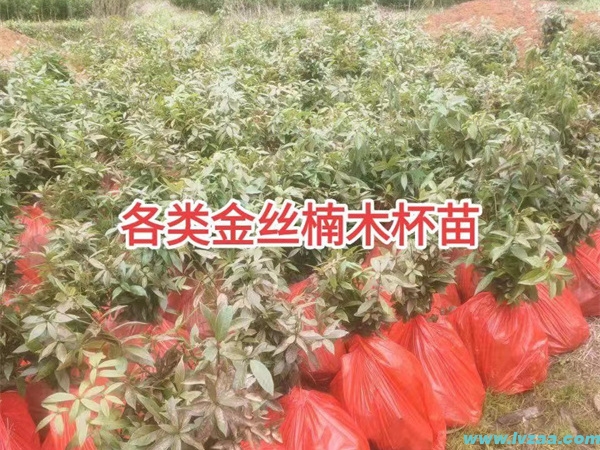 金丝楠木树苗