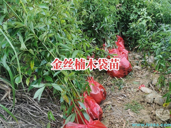 种植金丝楠木树苗是合法的