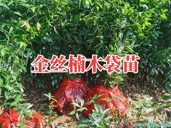 种植金丝楠木树苗是合法的