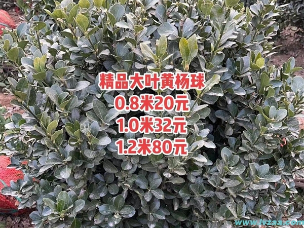 大叶黄杨是冬青吗