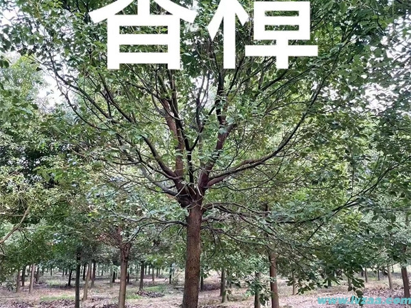 香樟树驱蚊效果