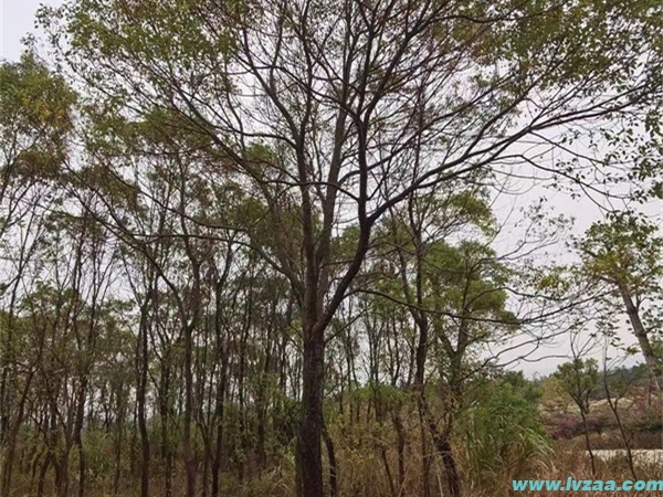 香樟树驱蚊效果