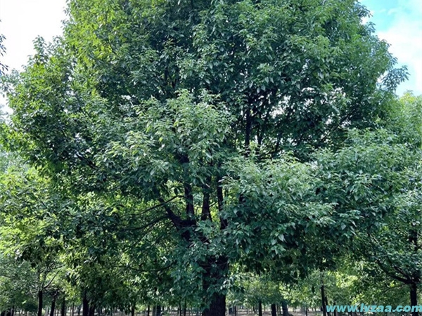 香樟树生长习性