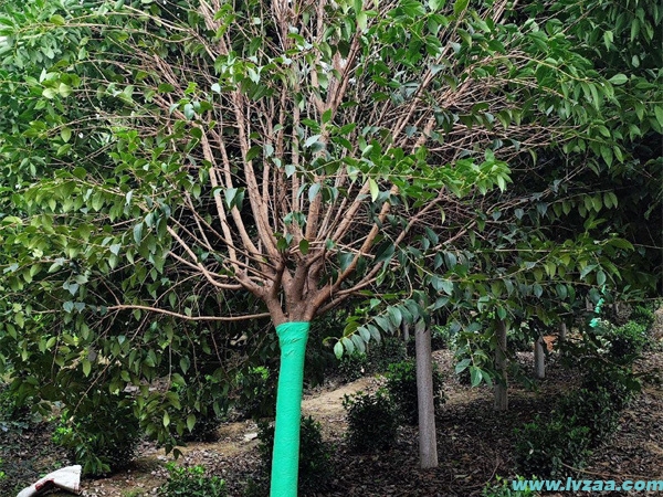 大叶女贞嫁接桂花 大叶女贞嫁接桂花