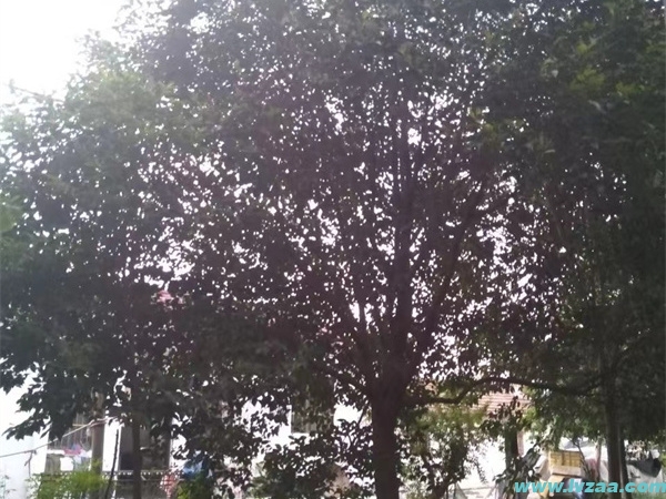 大叶女贞嫁接桂花 大叶女贞嫁接桂花