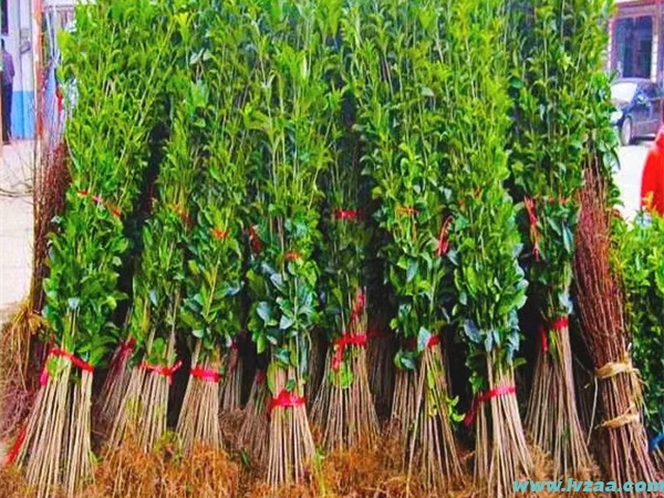 大叶女贞嫁接桂花 大叶女贞嫁接桂花