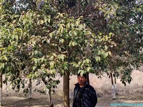 大叶女贞嫁接