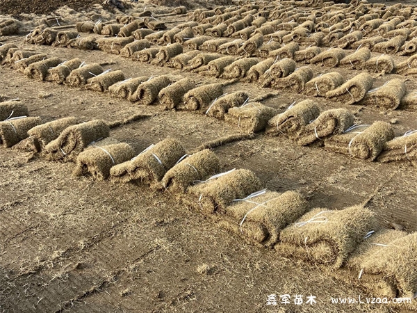 马尼拉草坪