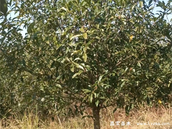 金桂花与丹桂花