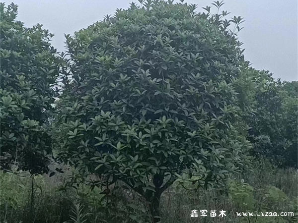 桂树和桂花树