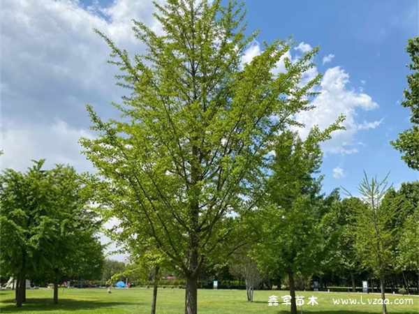 银杏树种植方法