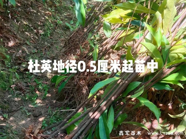 杜英和香樟的区别