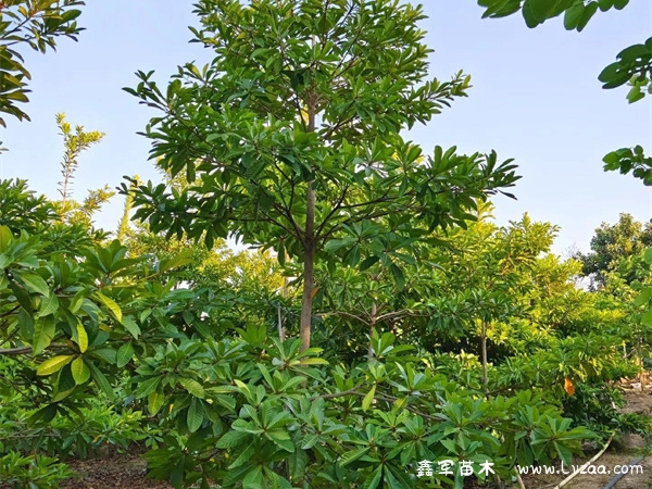 杜英树开花时间