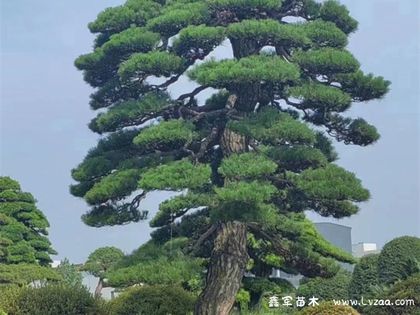 种黑松用什么土?