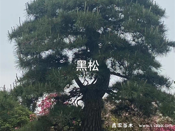 夏季黑松盆景的养护方法