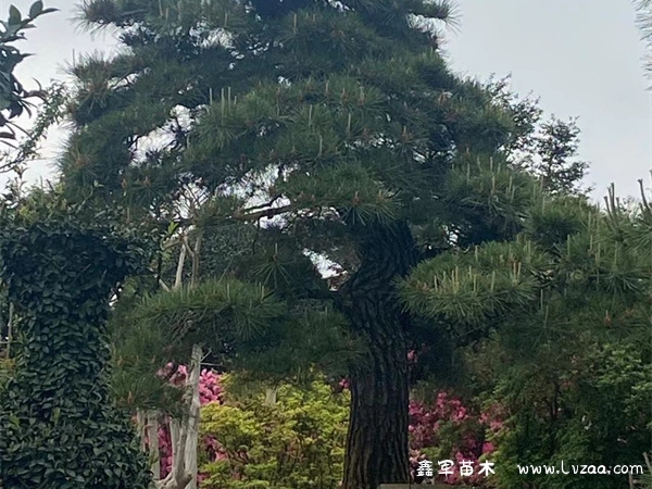 夏季黑松盆景的养护方法