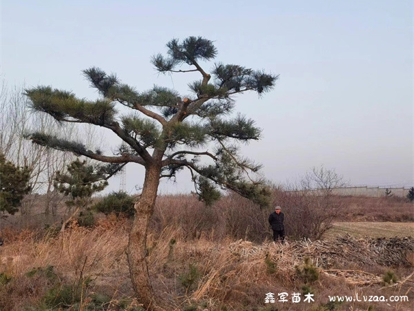 松树和黑松的区别