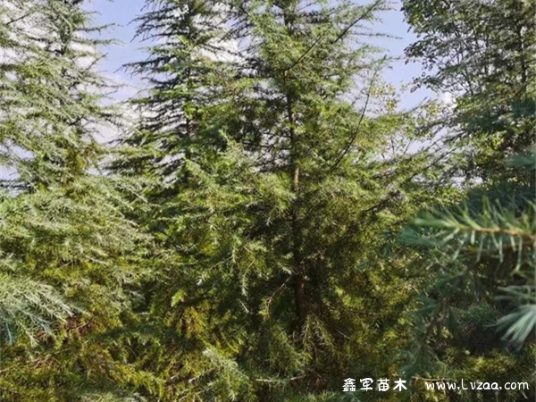 雪松的种植方法