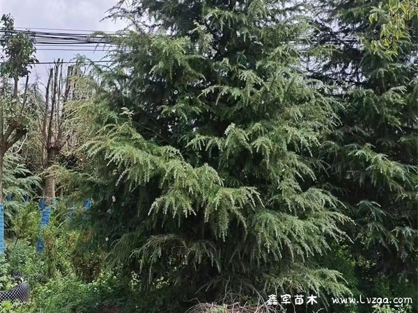 雪松树是什么样子的?