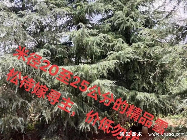 雪松树是什么样子的?