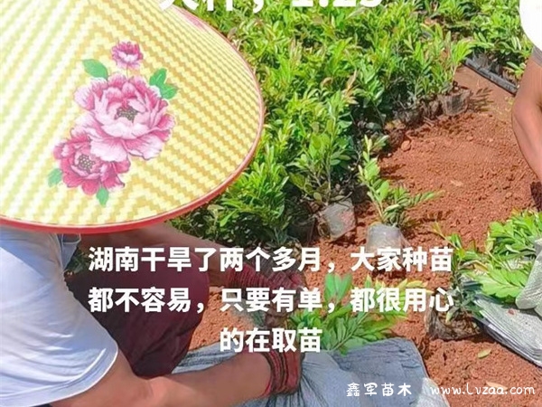 蚊母树叶子上的疙瘩用什么药能治?