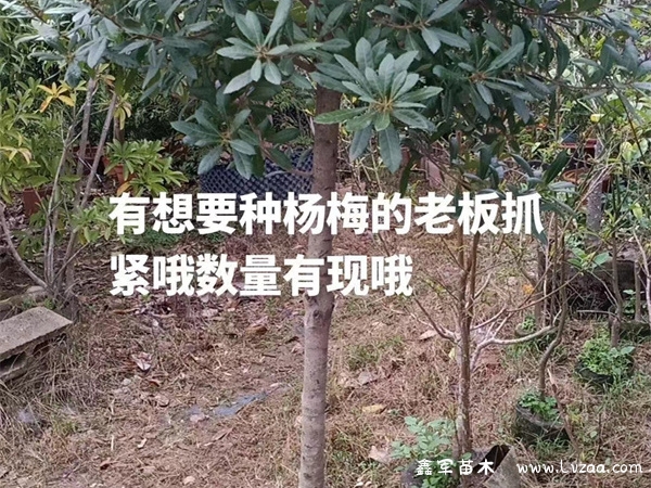 杨梅树什么时候种植?