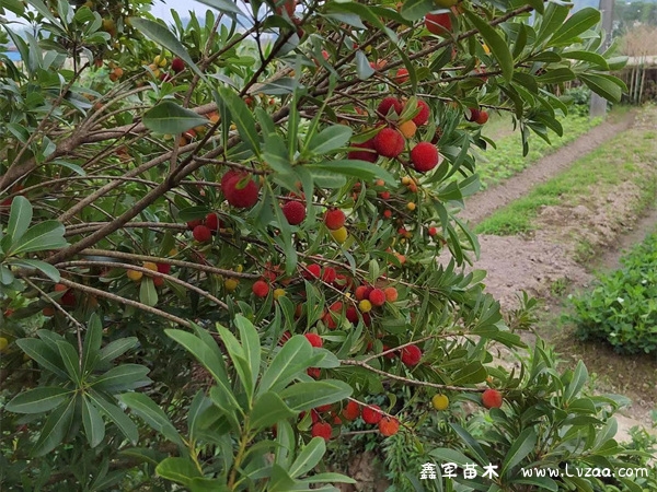 杨梅树修剪什么时候最好?