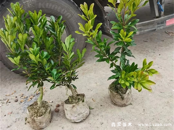 杨梅树怎么种植成活率高?