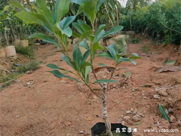 杨梅树的种植方法