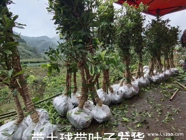 杨梅树种植和管理技术