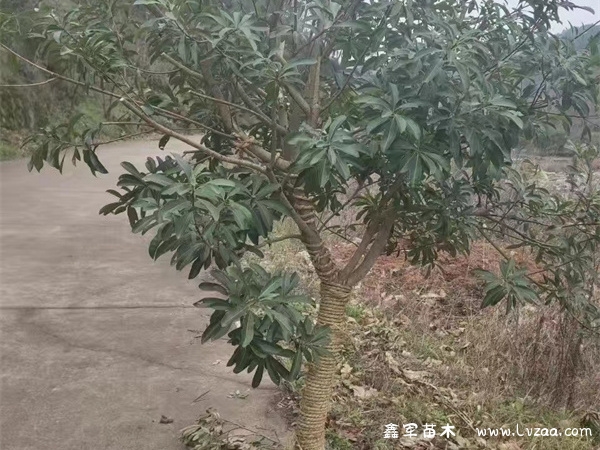 杨梅树种植时间和方法