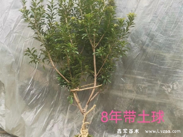 杨梅树种植时间和方法